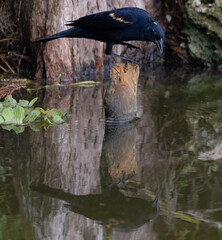 Red Wing Blackbird Looking Down at Reflection in the Water