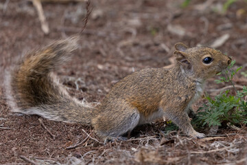 Close-up Squirrel on Ground Portrait