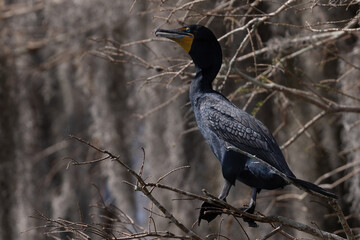 Double Crested Cormorant Perched on Brown Tree Branch