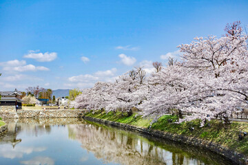 Fototapeta na wymiar 松本城のお堀の桜