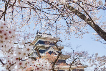 松本城と桜