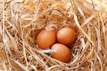 Just in time for Easter, three brown shelled chicken eggs have been laid in a nest of dried brown straw.