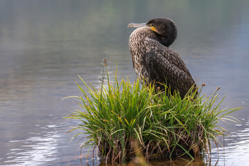 cormorant lake summer water grass