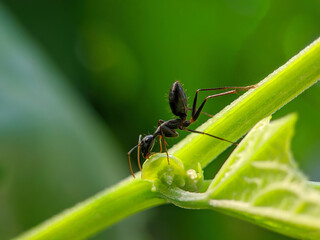 Naklejka premium Ant close up on the green leaf in outdoor