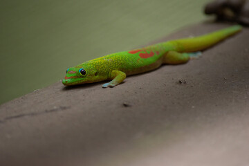 Green Gecko in Hawaiian Rain Forest