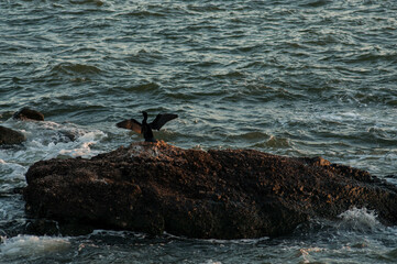 seagull on rocks