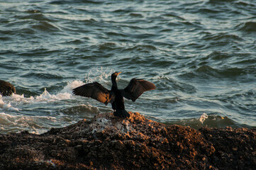 seagull on the rocks
