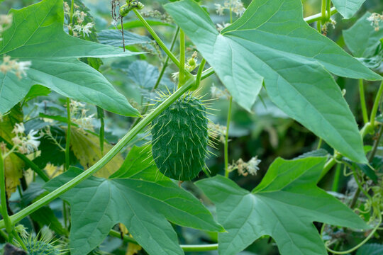 Decorative liana Echinocystis lobata. Flowering plant with leaves and ripe fruits.