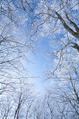 Fototapeta na wymiar 樹氷の中から望む青空