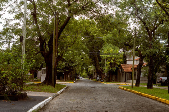 street with cobblestones and trees in argentina