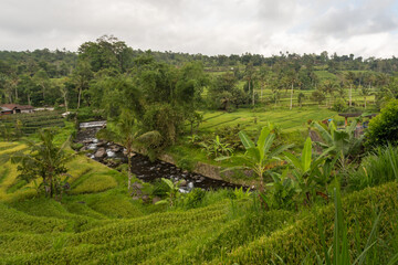 Fototapeta na wymiar Panorama view at the Jatiluwih Rice Terraces in Bali, one of the most famous rice fields in Bali Island