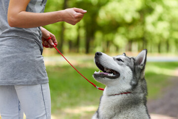 Thats a good boy. Cropped shot of a husky being trained by his owner in the park.
