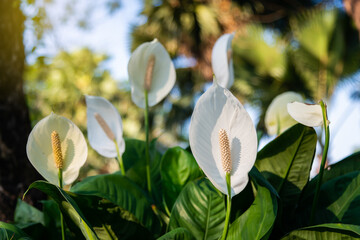 Fototapeta premium Decorative houseplant Spathiphyllum wallisii. Commonly known as peace lily.Very bright flower.auspicious wood.