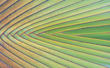 Amazing traveller’s palm. Beautifully arranged banana leaves background.