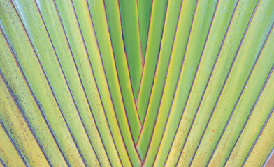 Amazing traveller’s palm. Beautifully arranged banana leaves background.