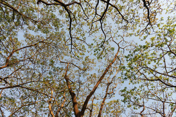 green forest background in a sunny day.Amazing beautiful green forest. nature conservation concept.