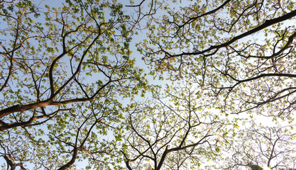green forest background in a sunny day.Amazing beautiful green forest. nature conservation concept.
