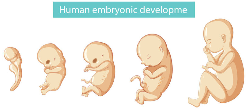 Diagram showing human embryonic development