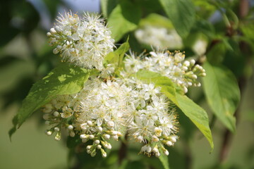 white flowers on a tree