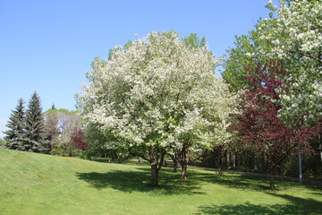 Fototapeta premium apple tree in spring