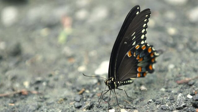 Pipevine Swallowtail Butterfly on Ground Flies Away 