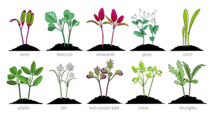 set Young microgreen sprouts of microgreens beet, broccoli amaranth, peas, corn alfalfa, dill red russian kalle, cress shungiku young green leaves, flat illustration by hand isolated