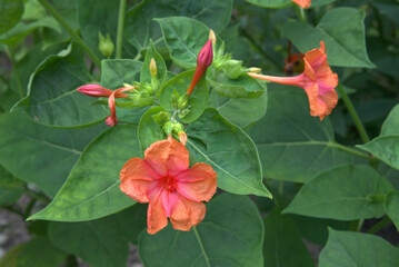 Summer bright flowers on a green background. 