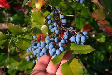 Colorful autumn leaves and ripe mahonia berries. 