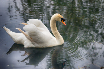A lone white Swan swimming in the lake with dark surface