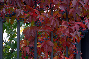 Wild grape multicolored autumn leaves.