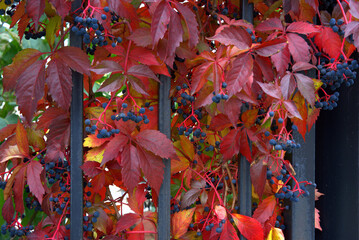 Wild grape multicolored autumn leaves.