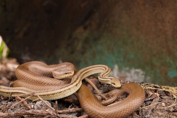 Obraz premium ヘビのお目覚め