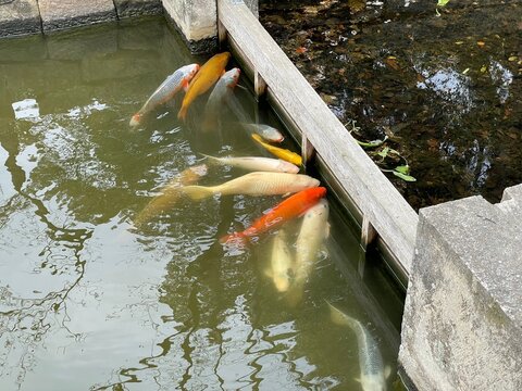 柳川で泳ぐ鯉の群れ