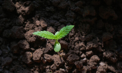  Young seedlings