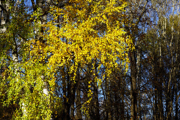 Colorful leaves of autumn trees.