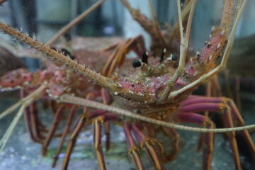 lobster in the tank ready for cooking design for luxurious and delicious sea food concept