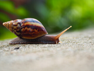 snails on concrete moving forward