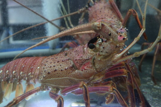 lobster in the tank ready for cooking design for luxurious and delicious sea food concept