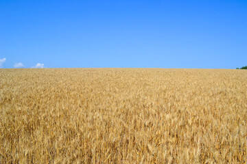 wheat field in the summer