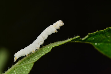 Insects that inhabit wild plants: a close-up of beauveria bassiana