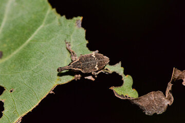 Insects inhabiting wild plants: close up of the twill weevil