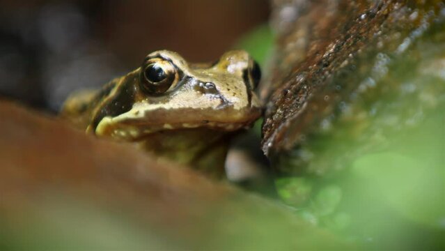 Close up view of frog's face