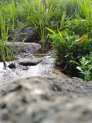 stream in the forest