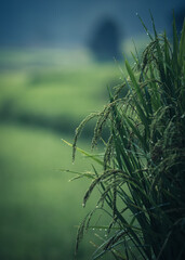 Selective focused on rice and leaf in Rice field in green color leaf with warm light from sun light in the morning.