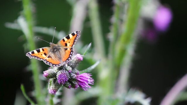 Close up view of Monarch butterfly on thistle flower