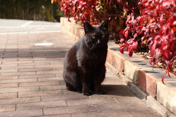 日差しを浴びる黒猫