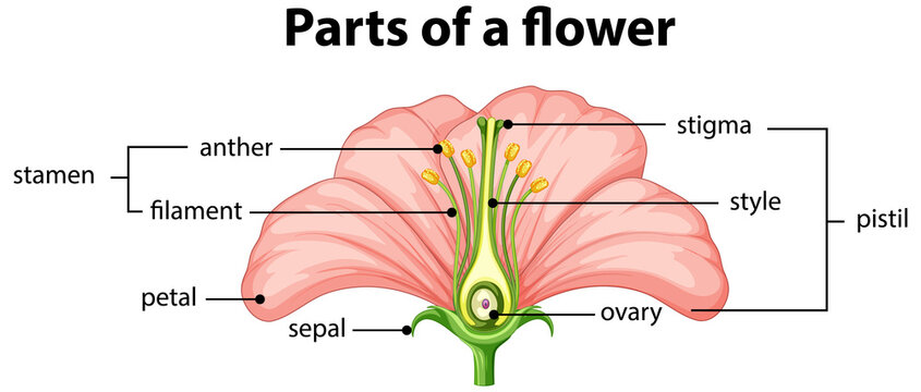 Diagram of different part of flower