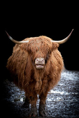 vertical portrait of a standing highland cow