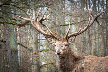 portrait of a male deer in the forest