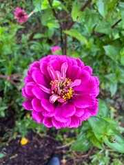 Fototapeta premium pink dahlia flower